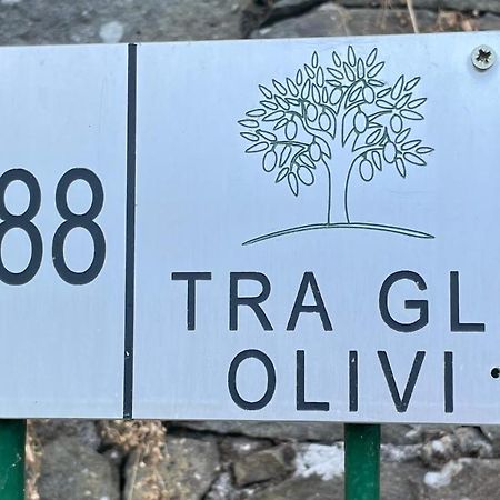 Апартаменты Tra Gli Olivi Лукка Экстерьер фото